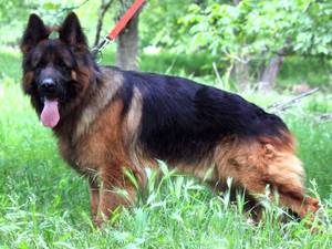 Johnny vom IRAN GSD