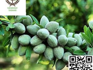 نهال بادام فرانیس نهالستان یاشار