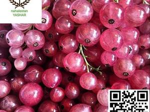 نهال انگور رد کارنت انگور فرنگی قرمز نهالستان یاشار