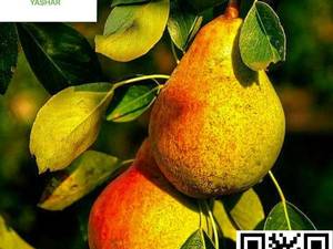 نهال گلابی بیروتی نهالستان یاشار