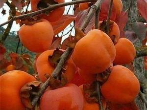 تولید و فروش نهال خرمالو سیبی در گلستان