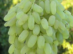 فروش بهترین انگور حسینی در گیلان