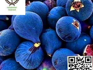 نهال انجیر سیاه نهالستان یاشار