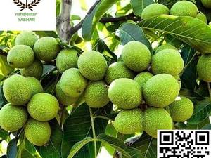 نهال گردو اسرائیلی نهالستان یاشار