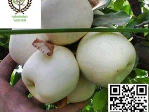 نهال سیب سفید لبنان نهالستان یاشار