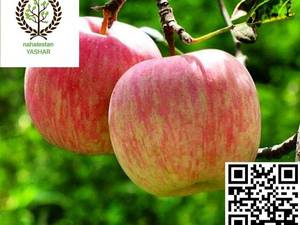 نهال سیب گلاب نهالستان یاشار