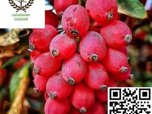 نهال زرشک پلویی نهالستان یاشار