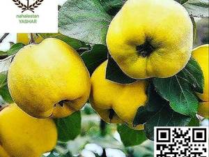 نهال به ترش نهالستان یاشار