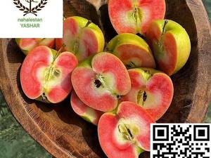 نهال سیب تو سرخ نهالستان یاشار