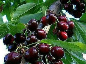 فروش‌ انواع گیلاس‌ تکدانه‌ در میاندواب