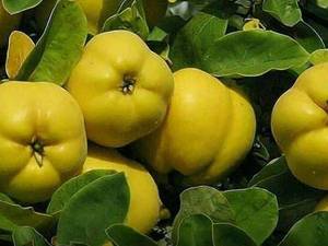 فروش‌ نهال های بذری‌ و‌ پیوندی در میاندوآب