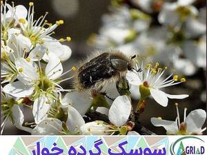 نهالستان تخصصی فارس نهال