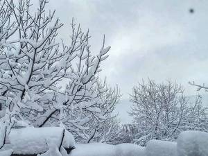 بادام دژکرد ایران بادام فارس بادام میوه بادام