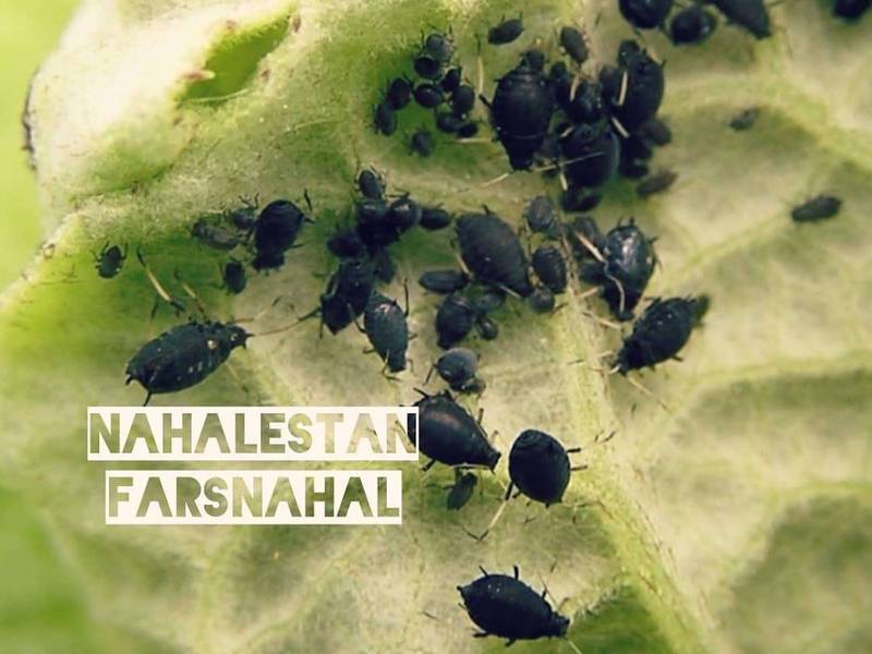 نهالستان تخصصی فارس نهال