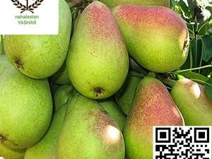 نهال گلابی درگزی نهالستان یاشار