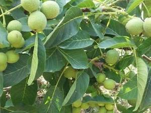 فروش انواع نهال های گردو پیوندی و غیر پیوندی در اذربایجان غربی