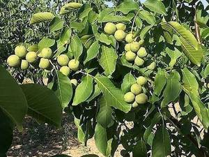 فروش انواع نهال گردو در بناب