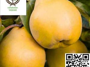 نهال به آناناسی نهالستان یاشار