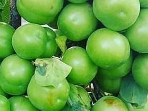فروش و پرورش نهال آلوچه در میاندوآب
