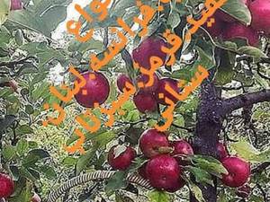 فروش نهال انواع سیب در آذربایجان غربی میاندوآب