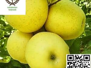 نهال سیب زرد لبنان نهالستان یاشار
