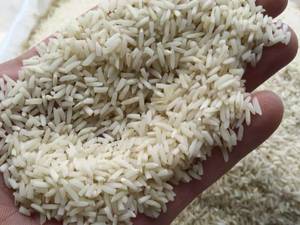 خرید سرلاشه هاشمی در رشت