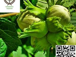 نهال فندق محلی نهالستان یاشار