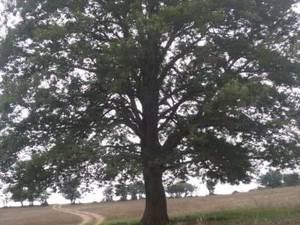 فروش زمین سند دار در روستای باندر