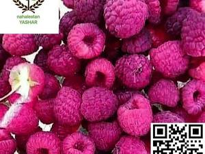 نهال رز بری نهالستان یاشار