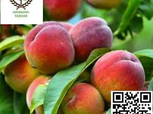 نهال هلو پیش رس نهالستان یاشار