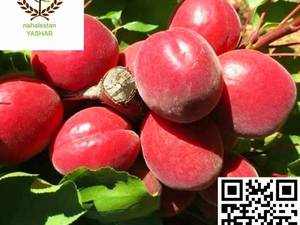 نهال زردآلو سرخ نهالستان یاشار