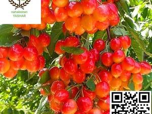 نهال گیلاس لواسان نهالستان یاشار