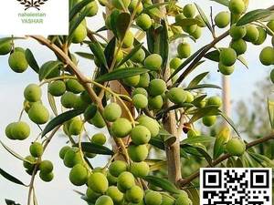 نهال زیتون استروالیا نهالستان یاشار