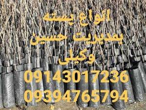 فروش نهال انواع پسته در میاندوآب