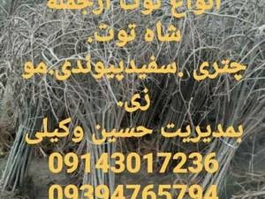 فروش انواع نهال توت در میاندوآب