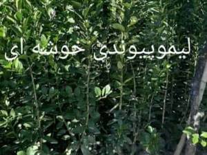فروش انواع نهال‌ های لیمو پیوندی