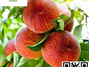 فروش نهال هلو آلبرتا نهالستان یاشار