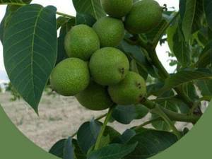 نهال گردو فرنور فرانسه در مازندران