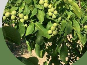 نهال گردو چلندر دربابل