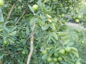 خرید نهال لیموترش پرشین در مازندران