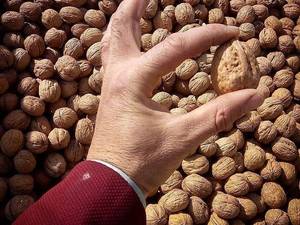 فروش ارقام نهال گردو ژنوتیپ برتر در نهالستان نهال سبزطلا