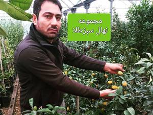 پخش کانکوات در میاندواب