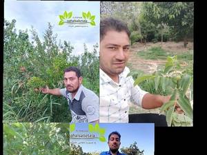 نهالستان نهال سبزطلا