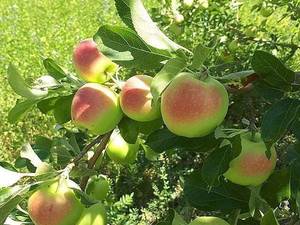 فروش انواع نهال های خارجی و ایرانی در تبریز