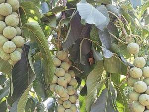 مجموعه آذر نهال  تولید کننده انواع نهال  گردو در تبریز