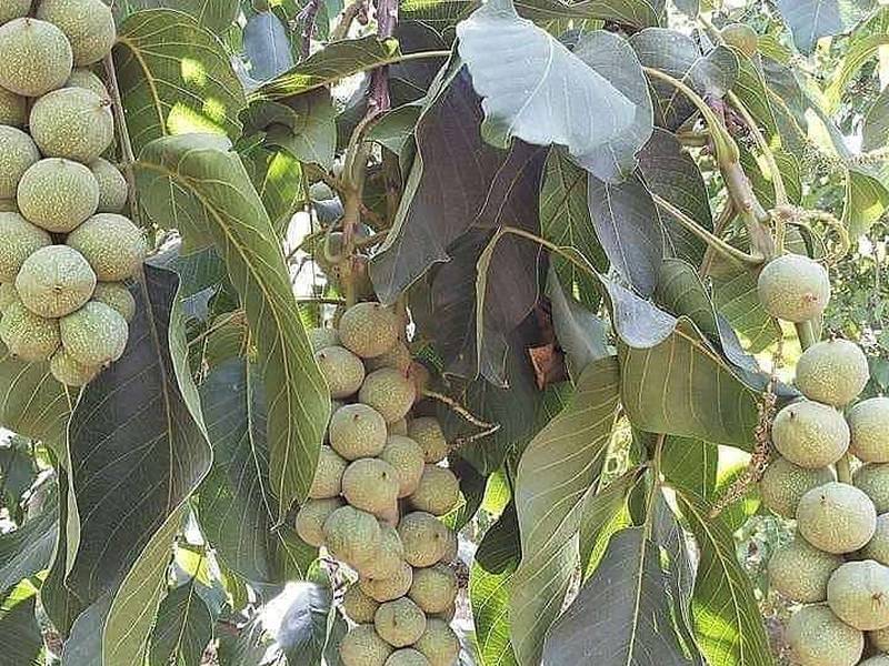 مجموعه آذر نهال تولید کننده انواع نهال گردو در تبریز