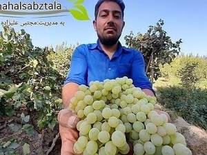 انگور بیدانه کشمشی در آذربایجان غربی