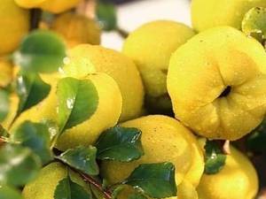 پیش فروش به اصفهان گلدانی