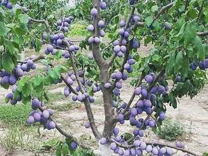 فروش نهال الو بخارا درنهالستان نهال سبزطلا