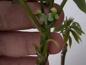 انواع ارقام‌ نهال گردو خوشه ای و کوپه ای